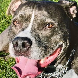 Meet your Posher, Avree